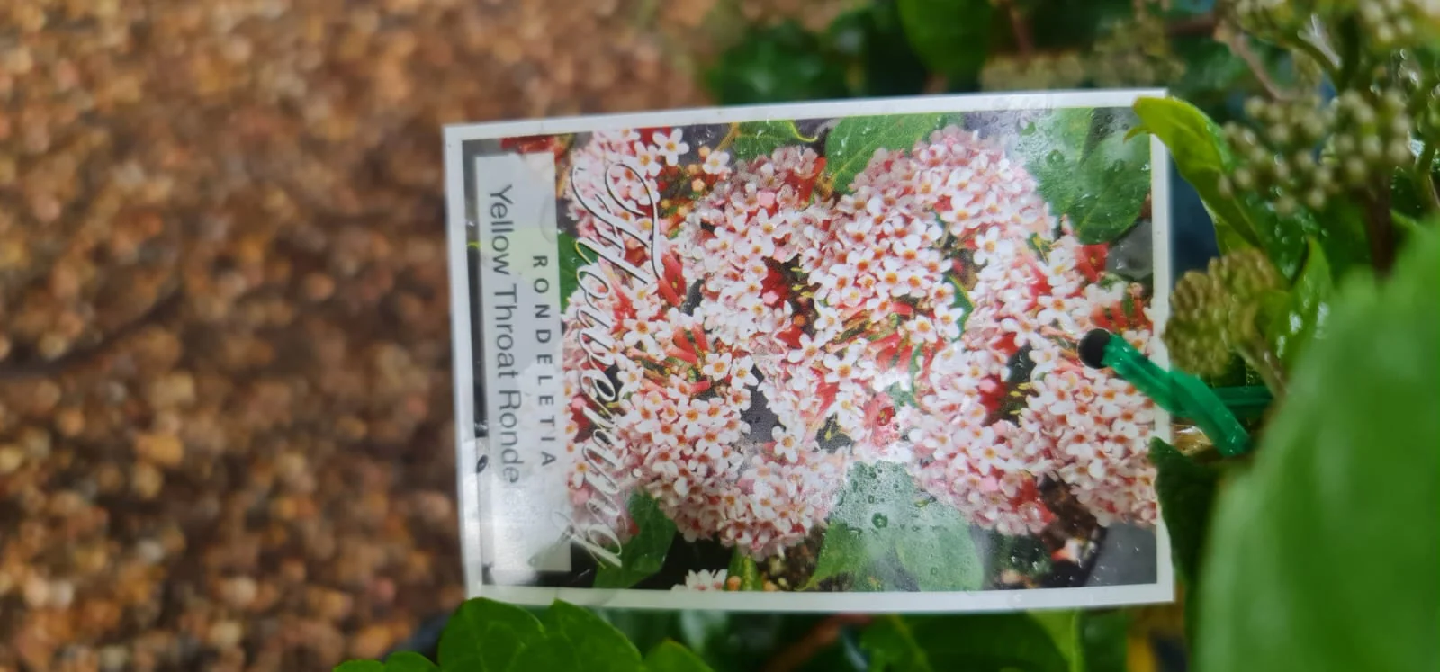 Rondeletia amoena Fragrant Rondeletia - Growing - enquire in store. - Image 4