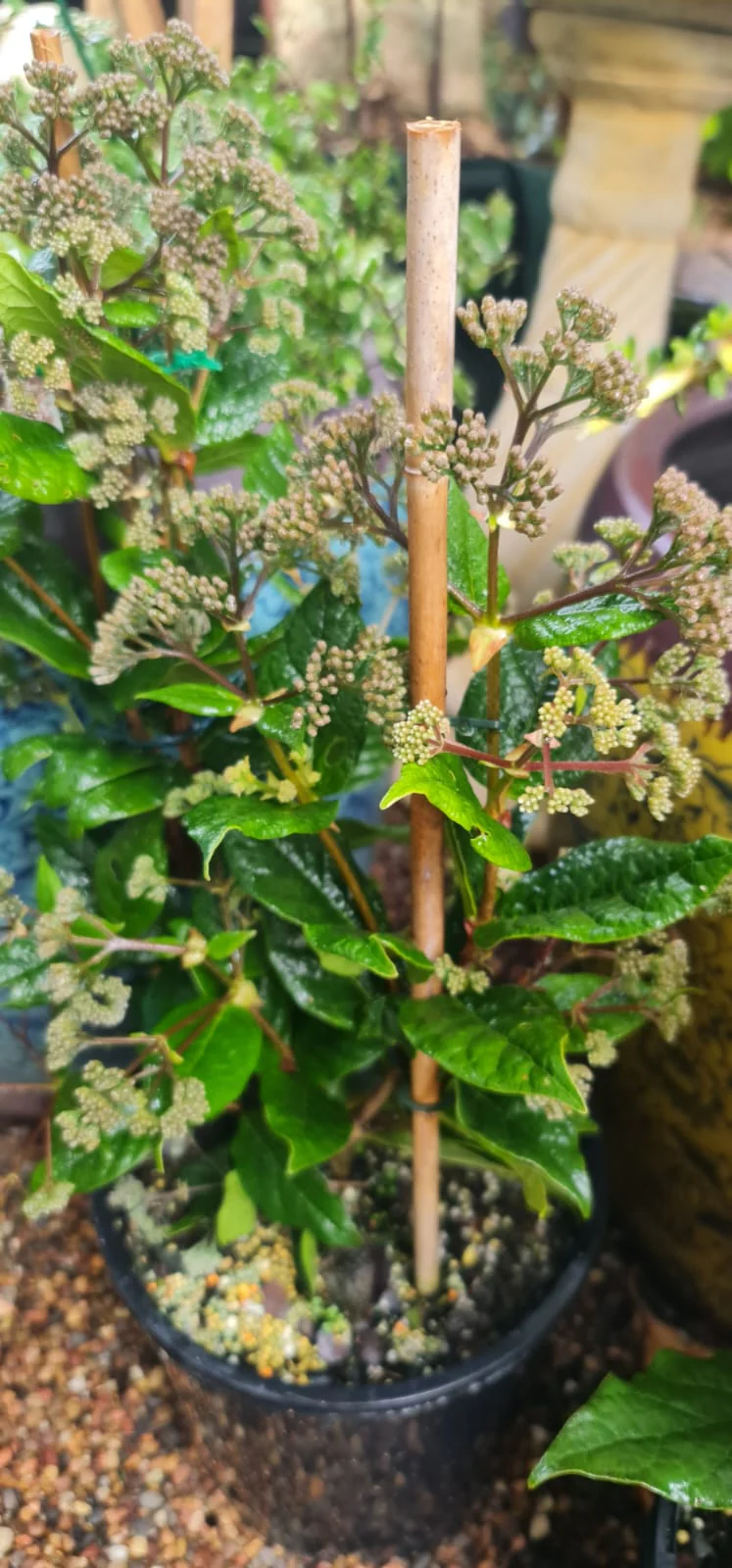 Rondeletia amoena Fragrant Rondeletia - Growing - enquire in store. - Image 5