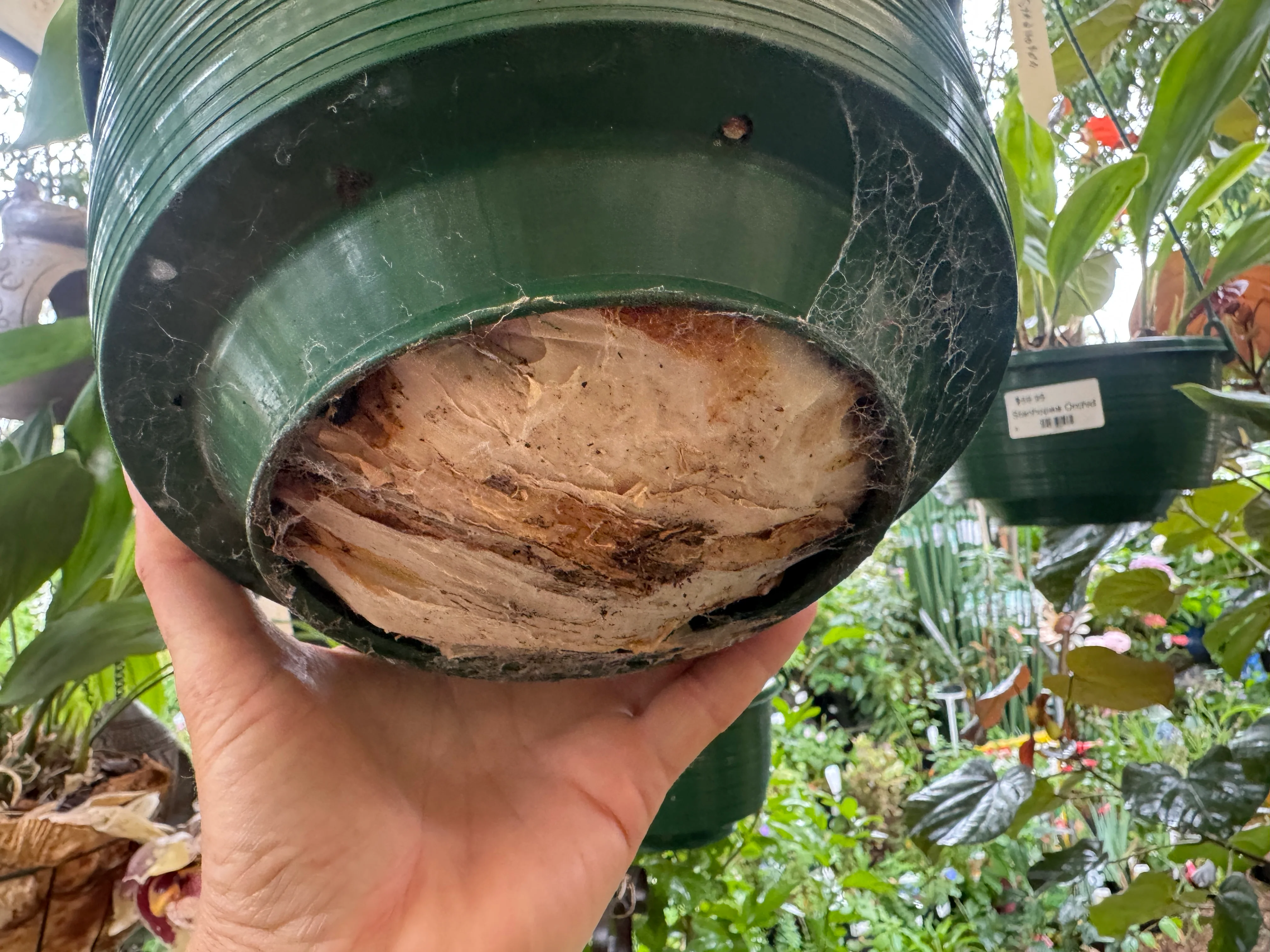 Stanhopea nigroviolacea Vanilla Orchid Upside Down Orchid - Image 3