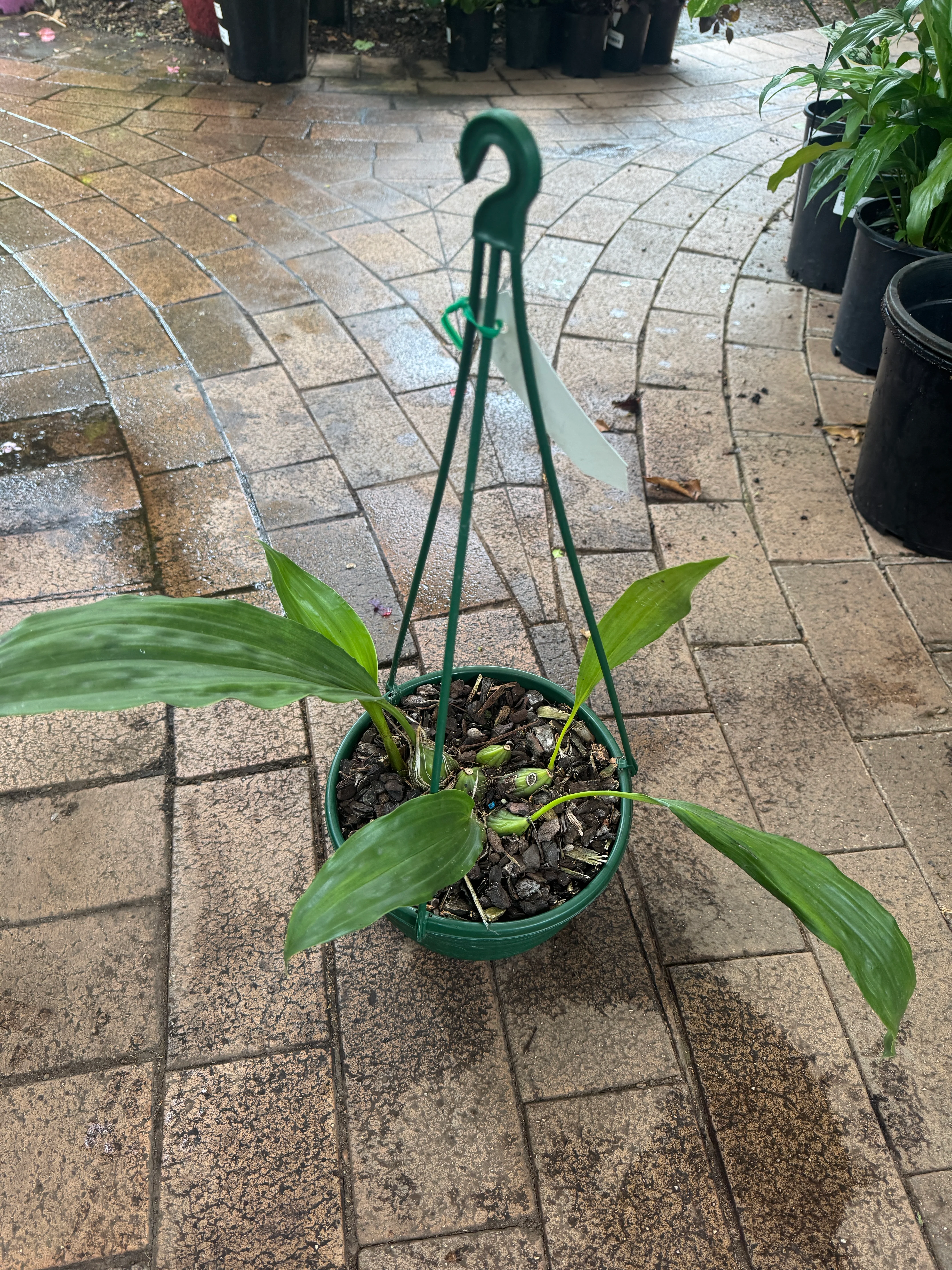 Stanhopea nigroviolacea Vanilla Orchid Upside Down Orchid - Image 4