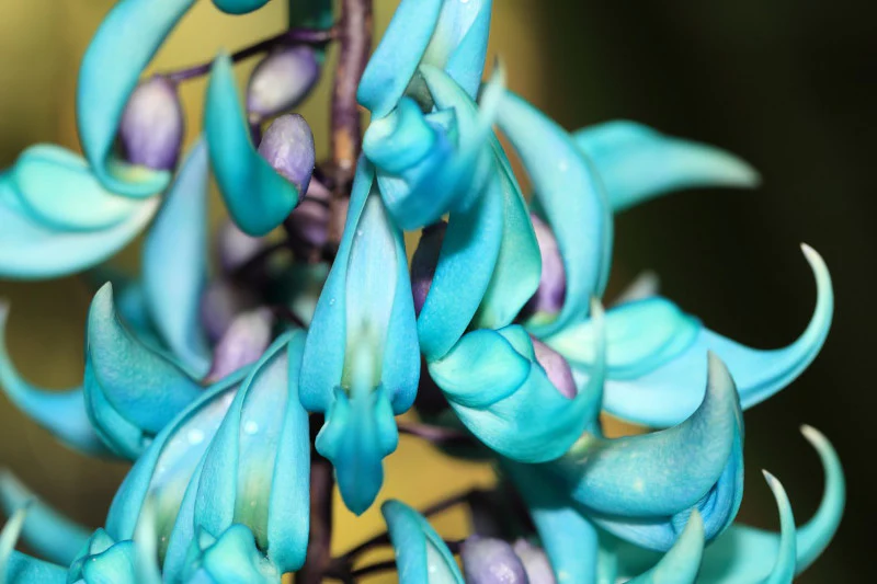 Strongylodon macrobotrys Jade Vine - Image 3
