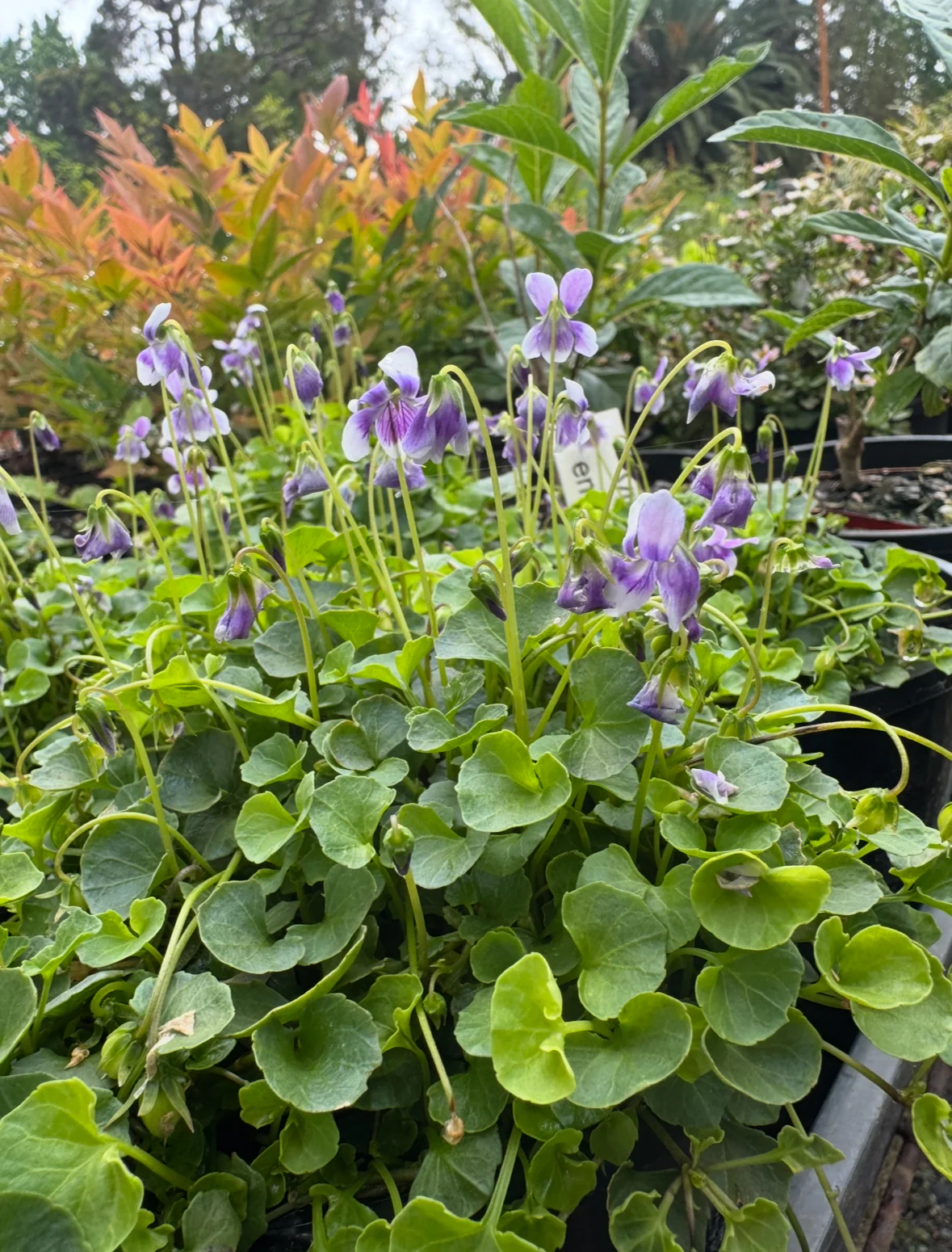 Viola eminens Native Stately Violet - Image 3