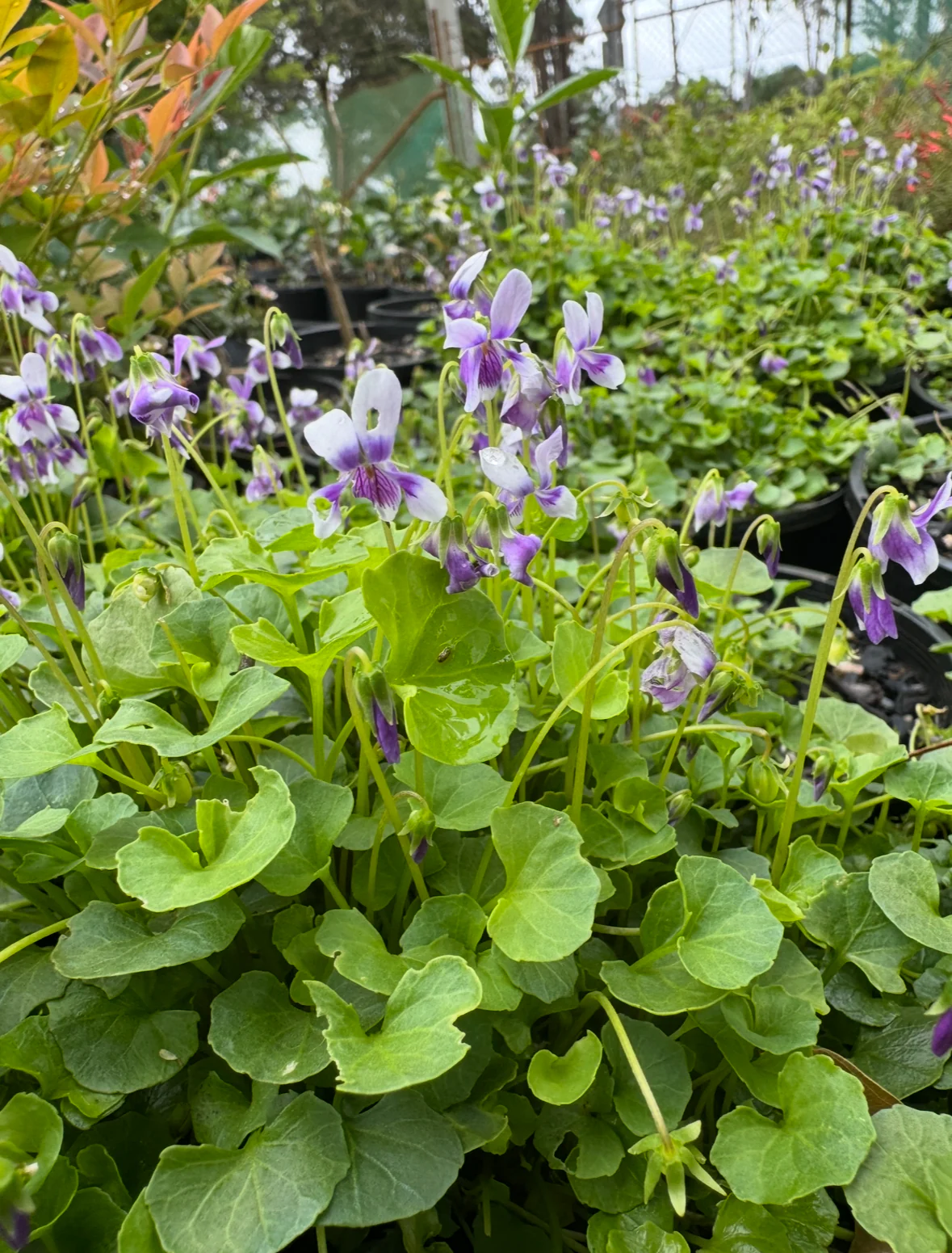 Viola eminens Native Stately Violet - Image 4